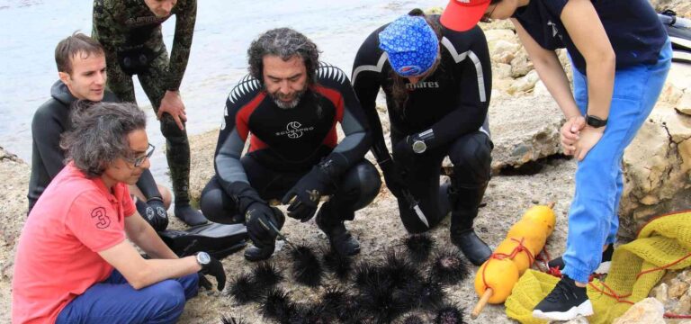 Akdeniz’de dikenli zehirli istilacı deniz kestanesi tehlikesi